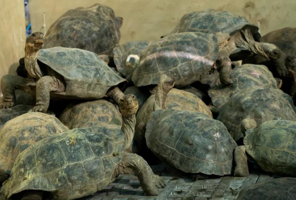 El 20 de febrero de 2026, la tortuga gigante de Floreana se convirtió en la primera ...